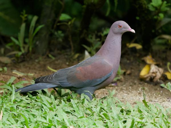 <h3><a href="/trips/costa-rica/biota/animalia/chordata/aves/026 columbiformes/001 columbidae/patagioenas flavirostris/patagioenas flavirostris-nl.html">Patagioenas&nbsp;flavirostris</a> / Red‑billed&nbsp;pigeon / Roodsnavelduif</h3>OM-1 Mark II met OLYMPUS M.150-400mm F4.5, 1/2000 sec  bij F4.5, ISO 10000, afstand 7.36&nbsp;m